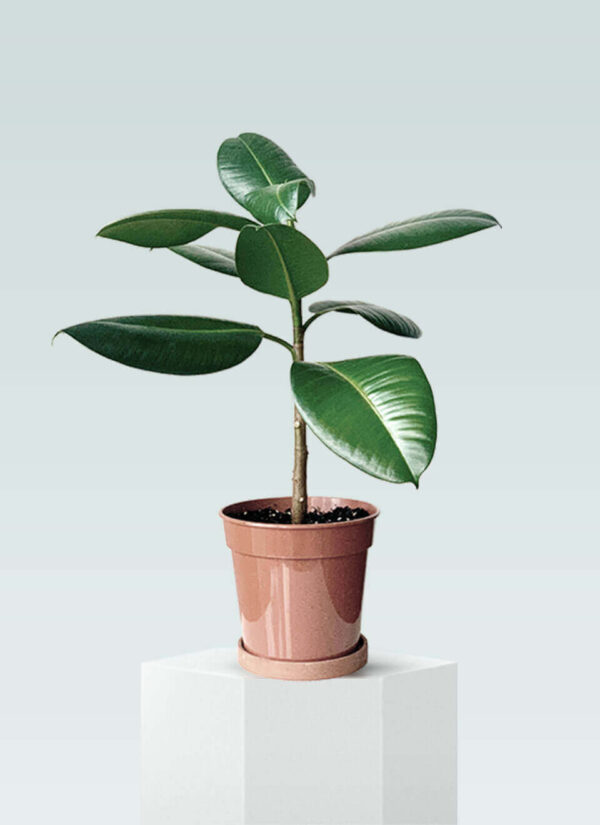 Rubber Plant - Image 2