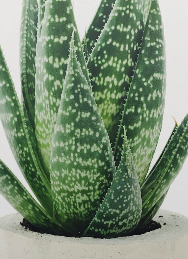 Aloe Juvenna Plant - Image 3