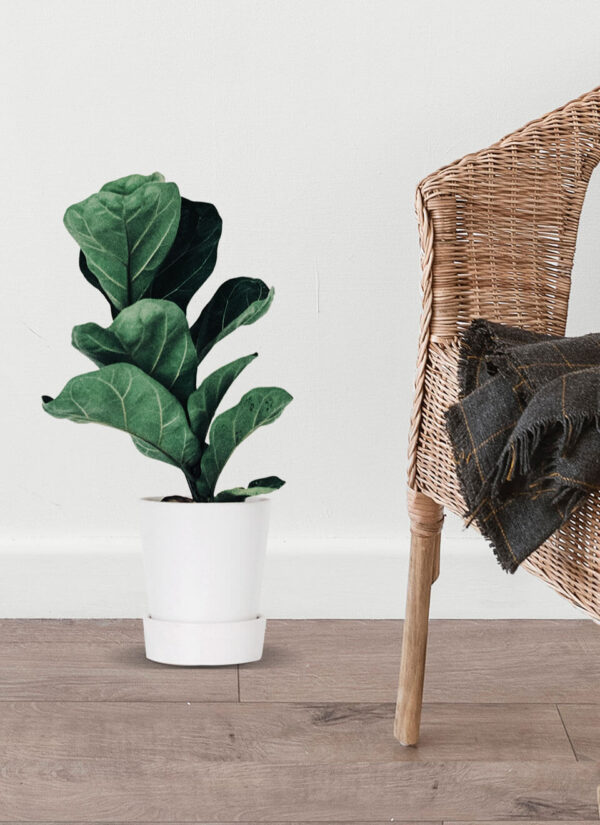 Fiddle Leaf Fig Plant - Image 2