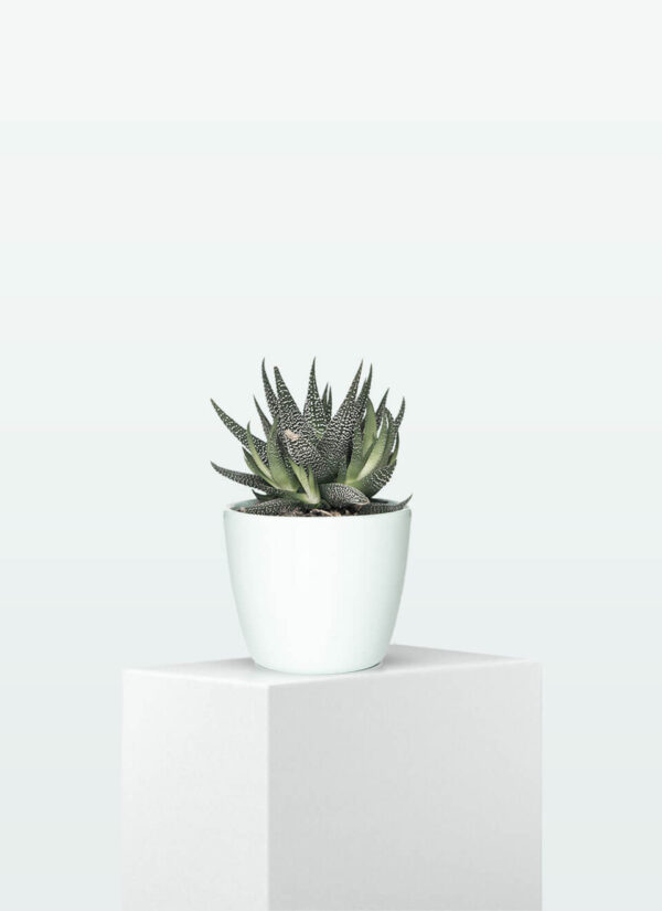 Haworthia Limifolia - Image 2