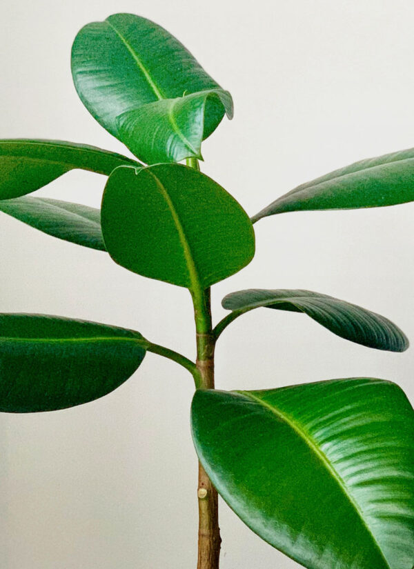 Rubber Plant - Image 3